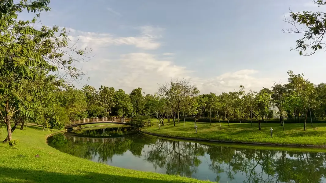 Water Pond installation with natural rocks aquatic plants and peaceful garden waterfall